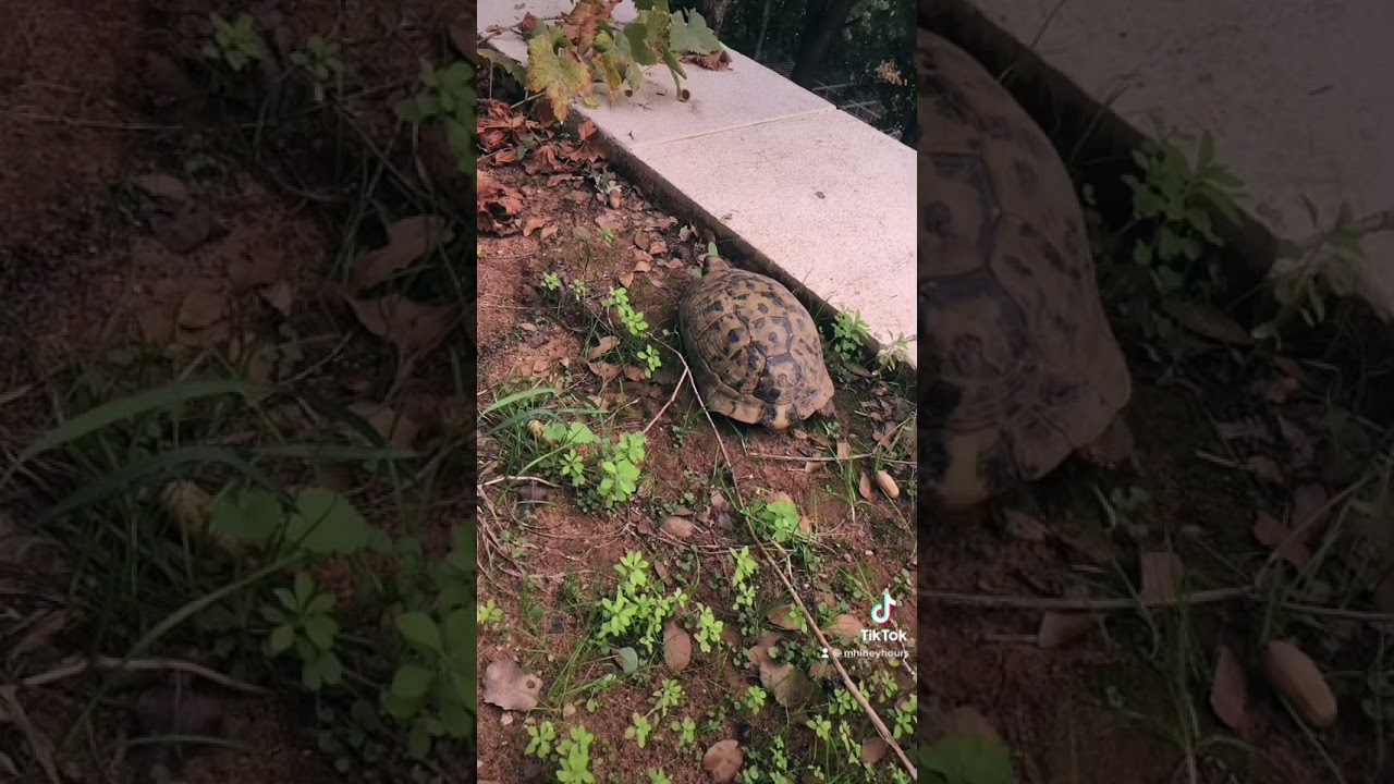 #greektortoise