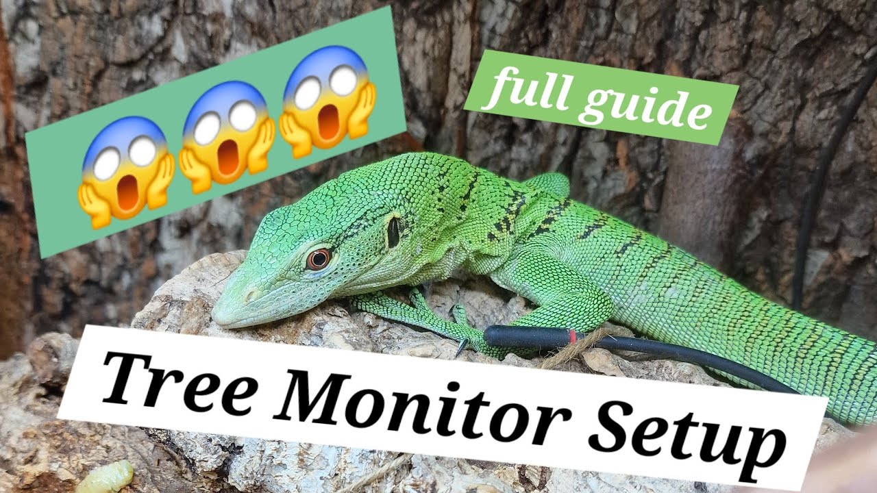 Tree Monitor Setup | How to Setup a Tree Monitor Enclosure | Green Tree Monitor