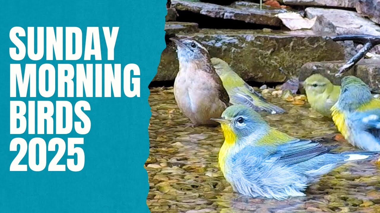 A Year of Eastern US Birds on Camera
