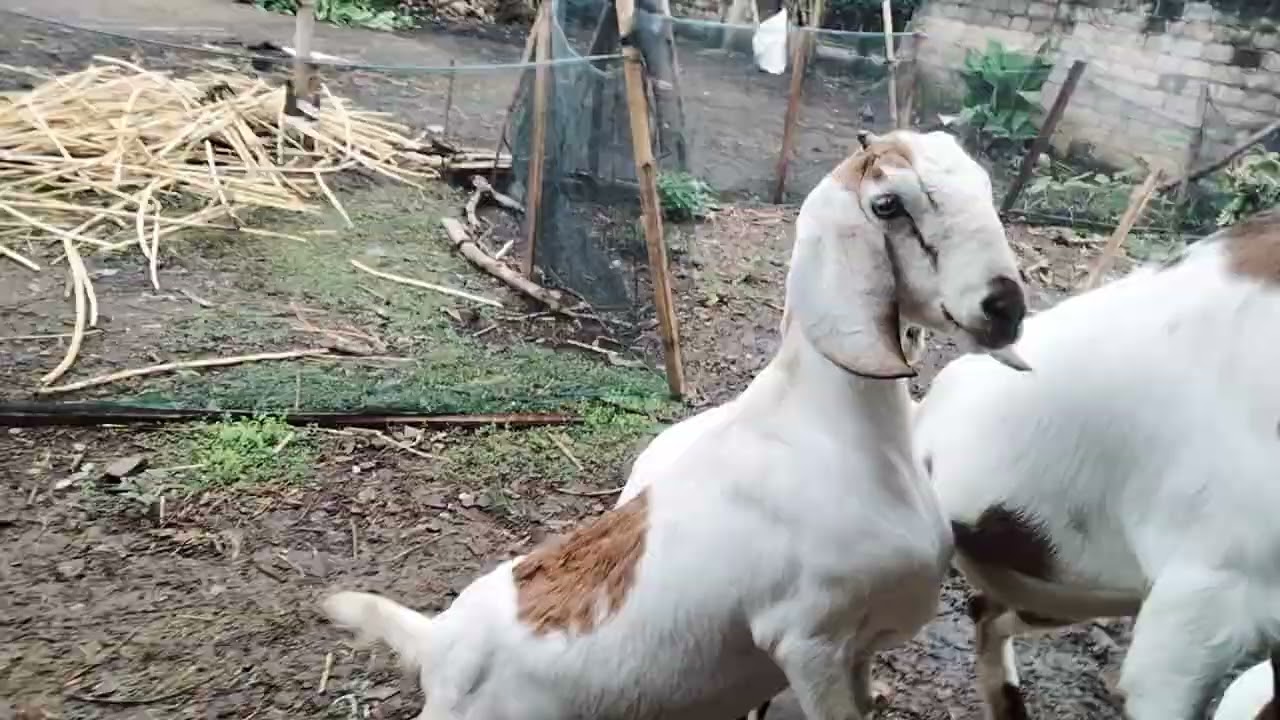 Kegiatan sehari hari di kandang kambing   