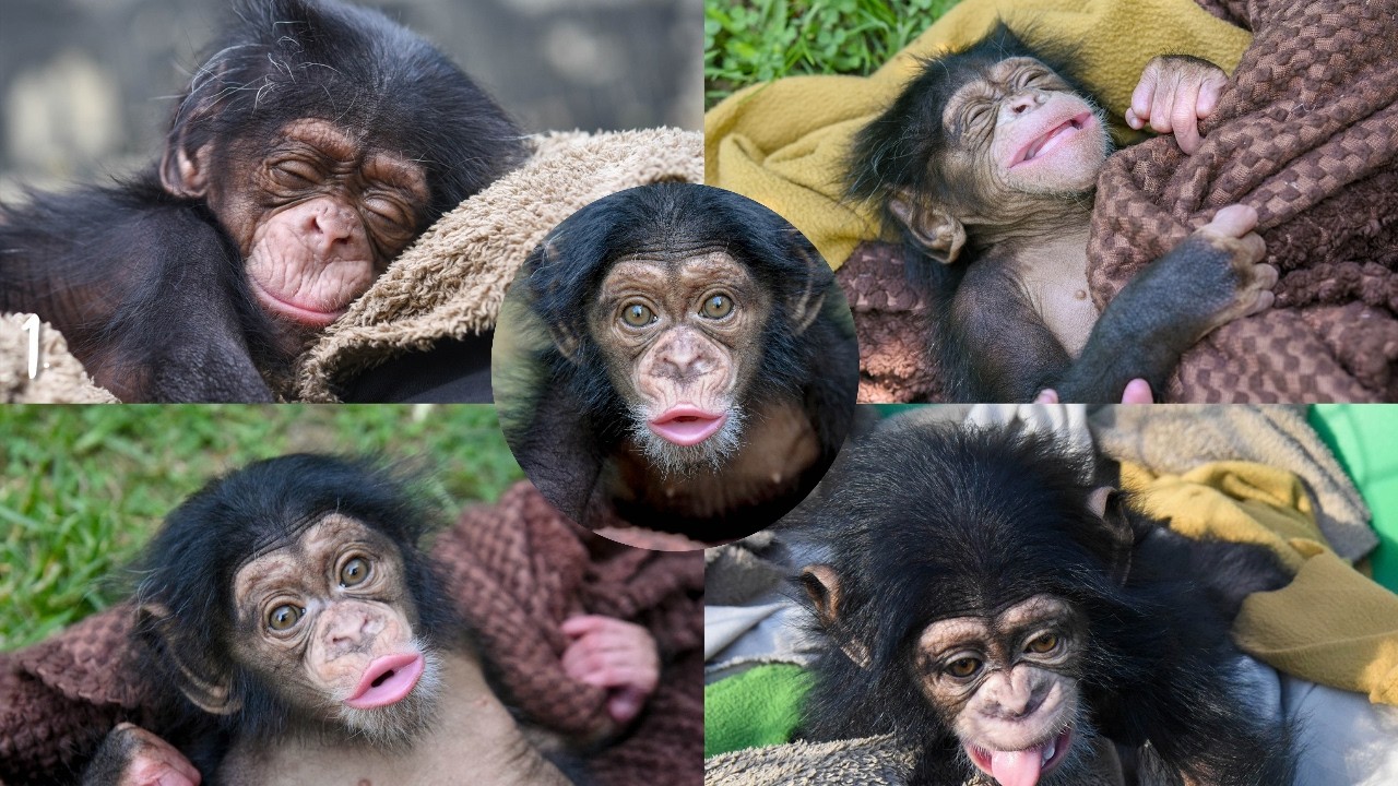 Baby Chimp Ivy's Adorable 8-Month Update: So Much Cuteness!
