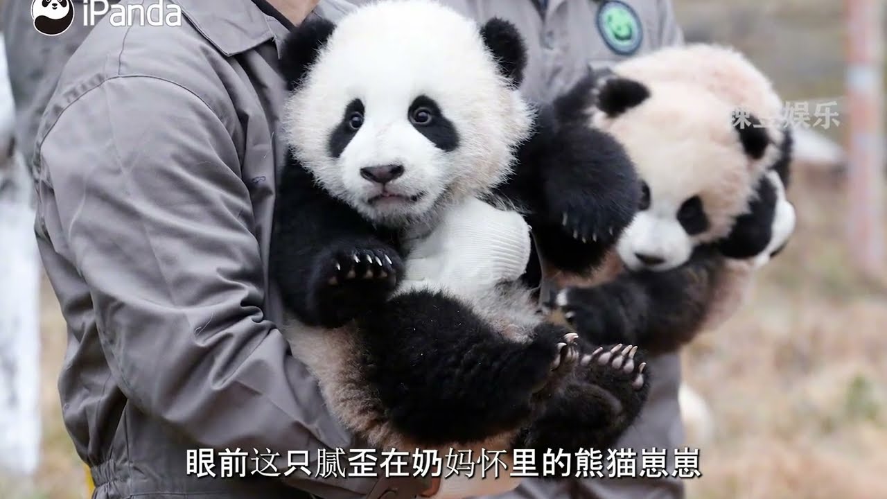 Menglan is the most exquisite giant panda!