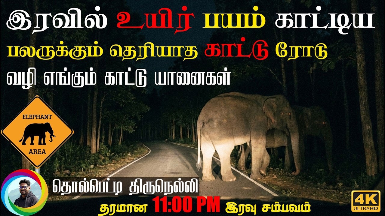 ⚠️🔥 Tholpetty Wildlife Sanctuary to Thirunelli Night Safari 🐘 🔥 Wild Elephants 🔥 Wayanad wildlife