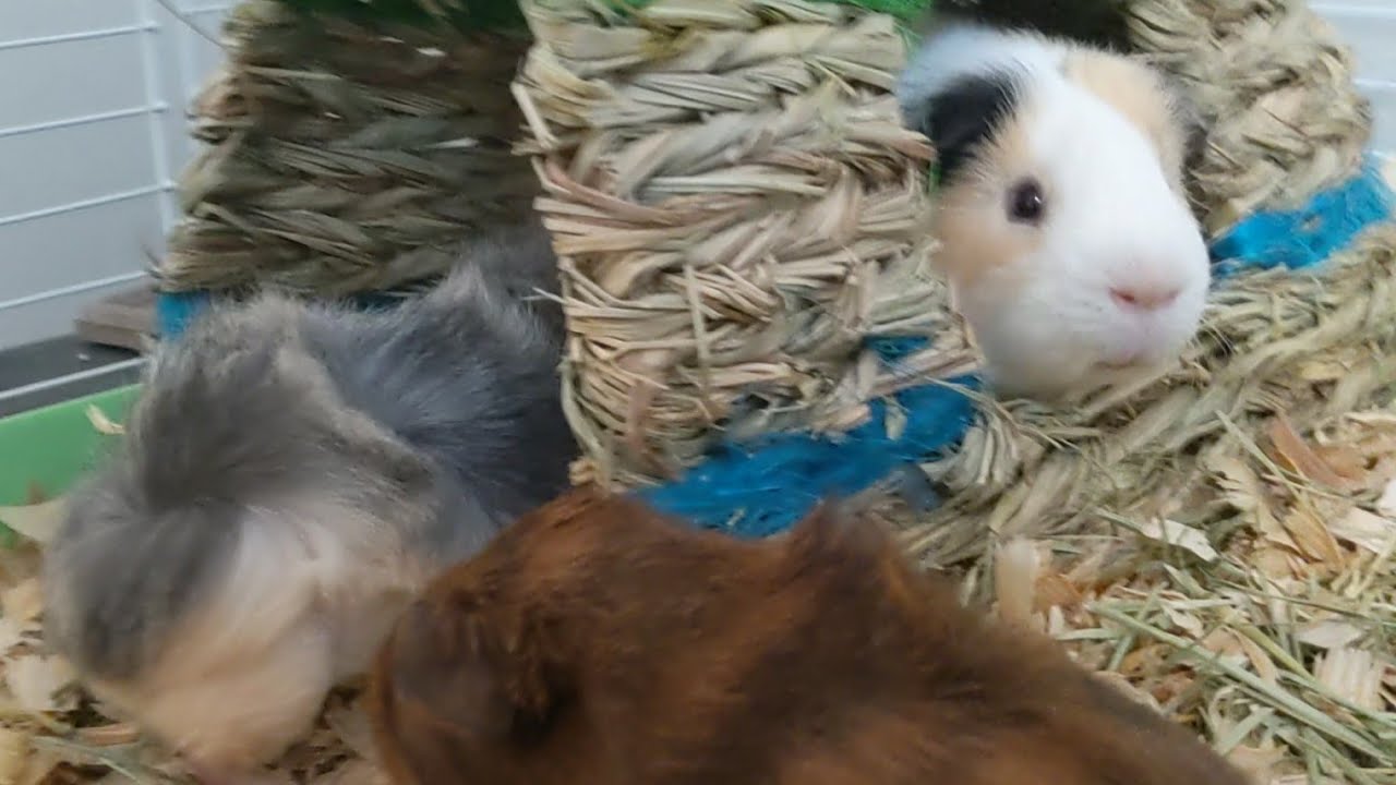 Uncle Peanut Visits The Babies - Is He Still A Grump?
