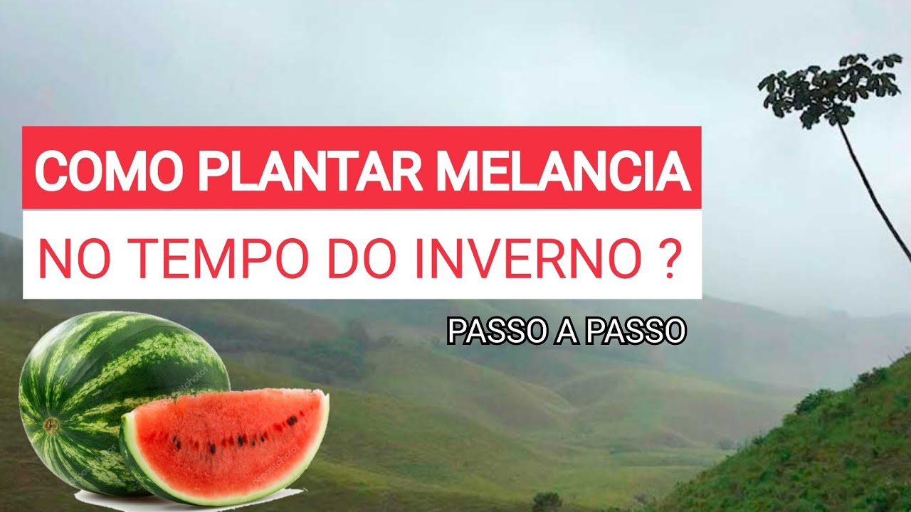 Como plantar melancia no tempo de inverno ?