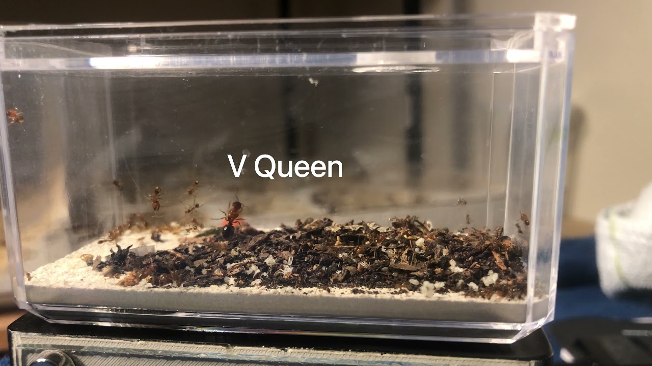 Wild Collected Big Headed Ants (Pheidole)
