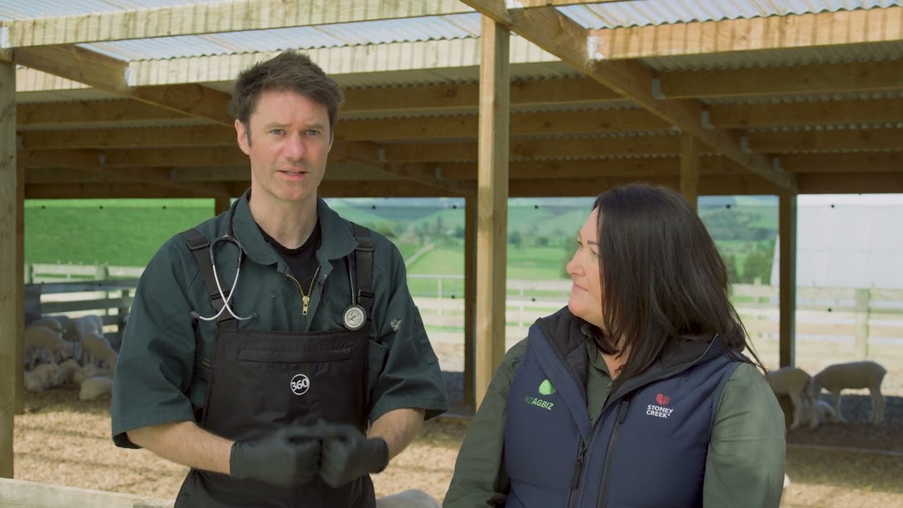 Why are probiotics beneficial when rearing lambs?