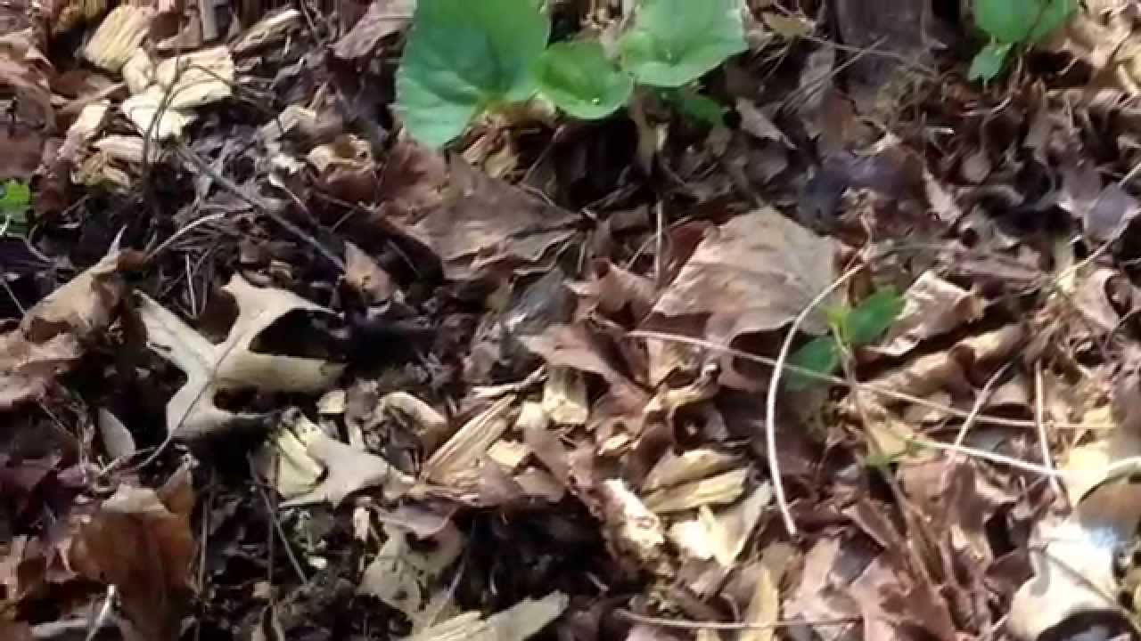 Easiest Way To Weed (Chop and Drop)