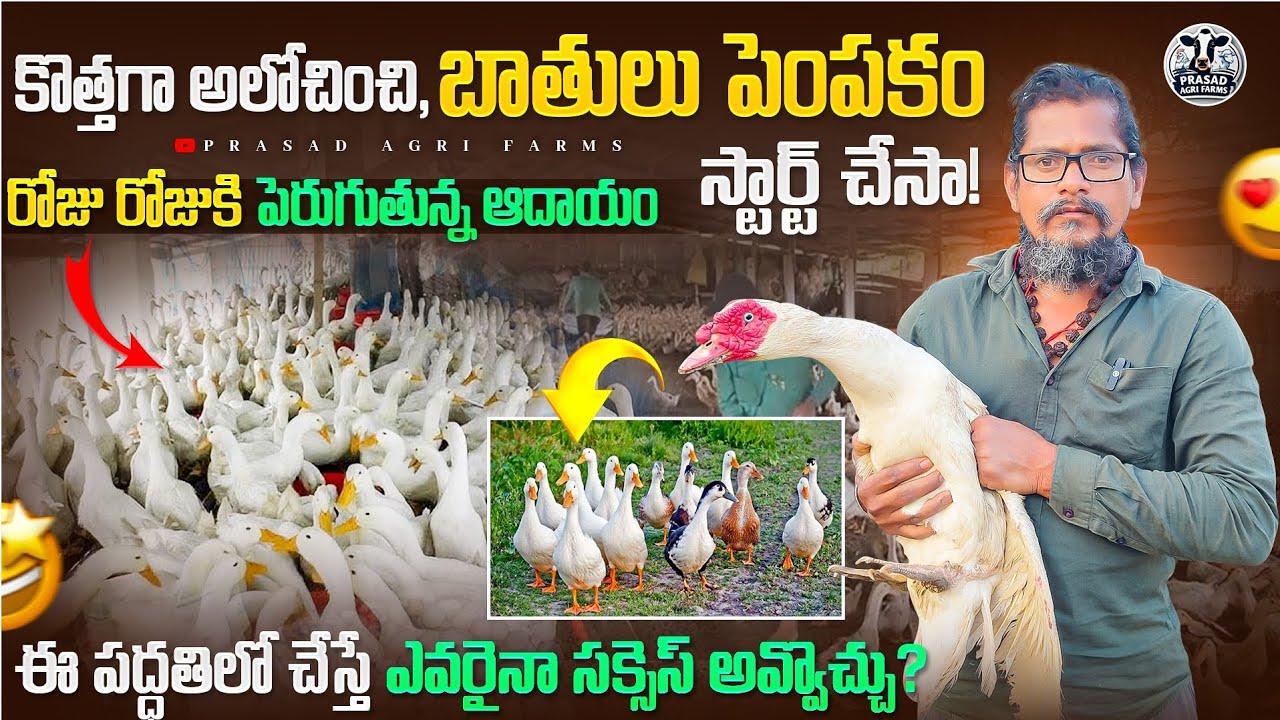 కొత్తగా అలోచించి, బాతులు పెంపకం స్టార్ట్ చేసా🦆| మంచి ఆదాయం |duck farming telugu |#duckfarming#telugu