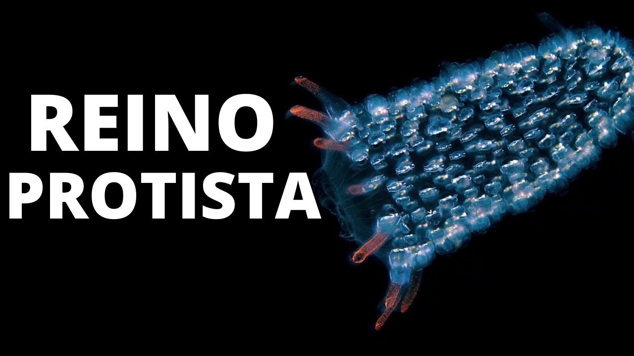 El REINO PROTISTA explicado: características, ejemplos, clasificación🦠🔬
