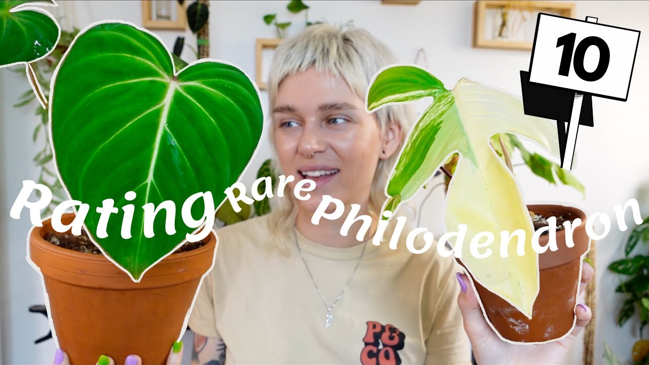 Rating Rare Philodendron In My Collection | 11 Uncommon Philodendron