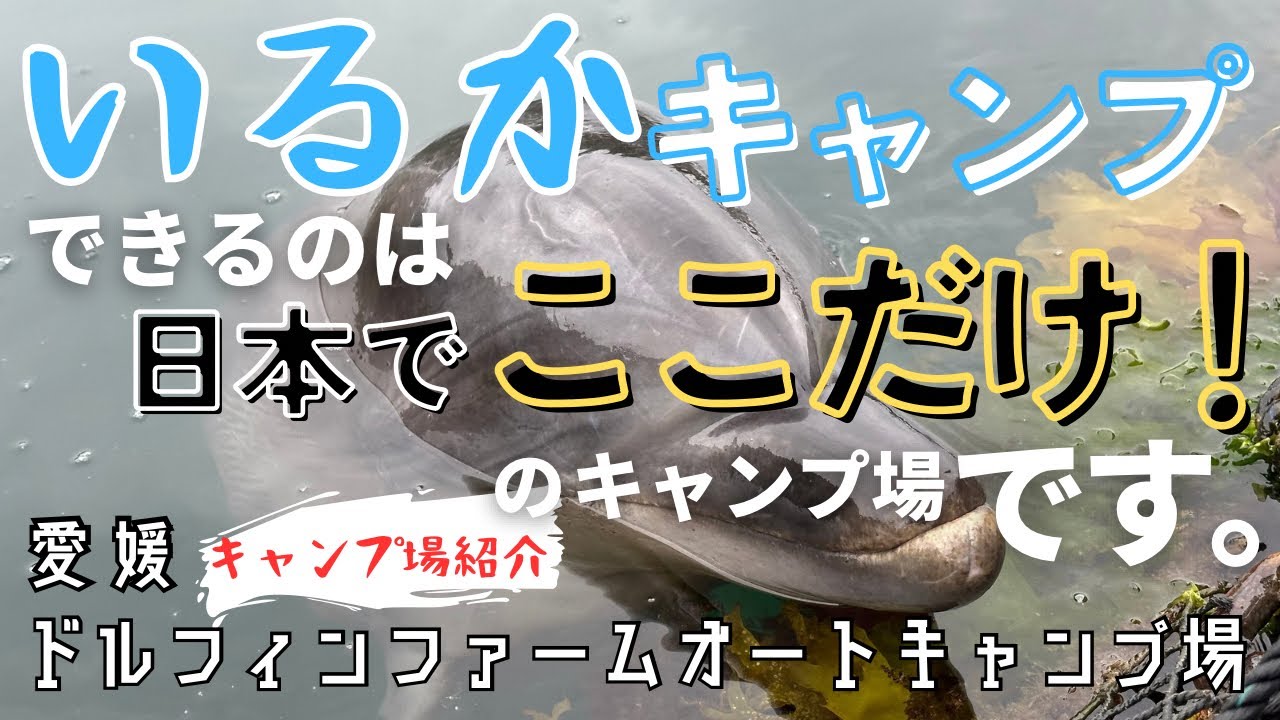 イルカと一緒にキャンプするという特殊な趣向のキャンプ場があるんです。【キャンプ場紹介】愛媛　ドルフィンファームオートキャンプ場