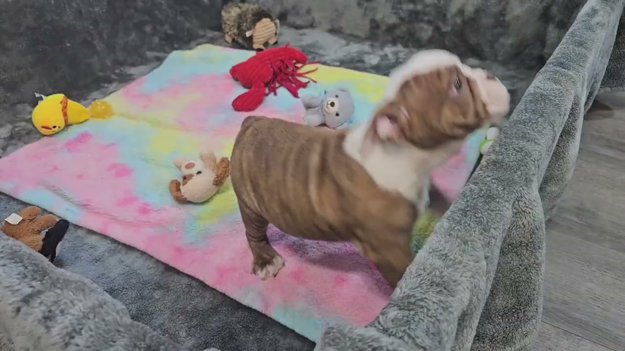 Baloo Playing! Sugarplum Bulldogs!