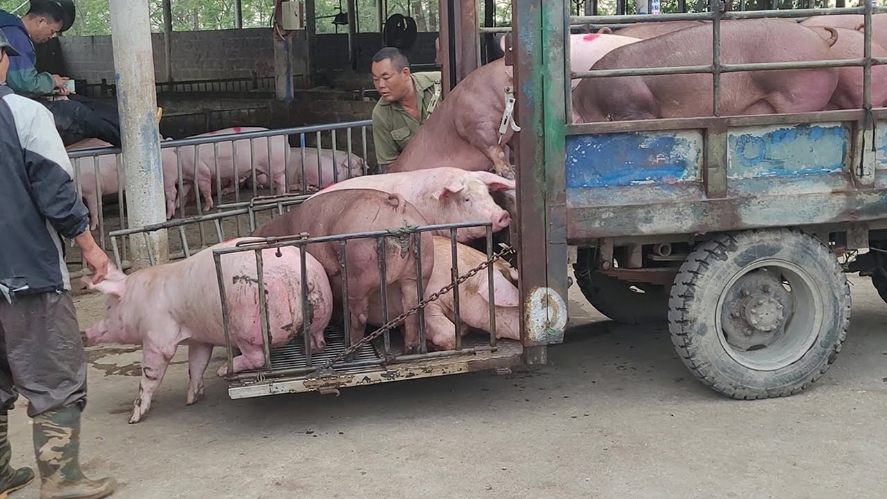 Transporting Hundreds of Large Pigs by Small Truck Into the Pen for Sale