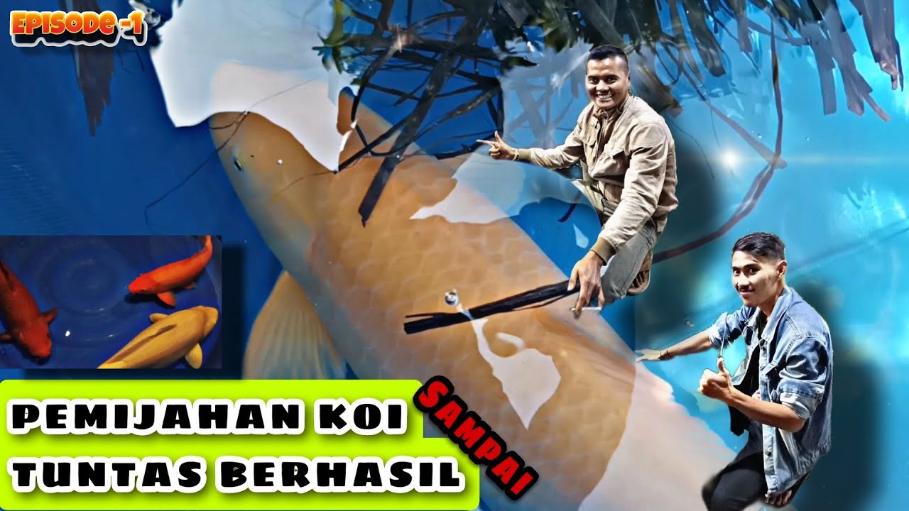 CARA SEDERHANA PEMIJAHAN IKAN KOI SAMPAI BERHASIL || KOI BREEDING #1