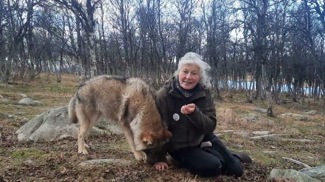 Møt ulvene på Langedrag - Meet the wolves at Langedrag