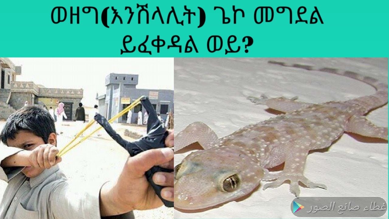 ቤቶች ግድግዳና በየማሳው የሚገኘውን እንሽላሊት (ወዘግ) መግደል አጅር ምንዳ አለው ወይ?