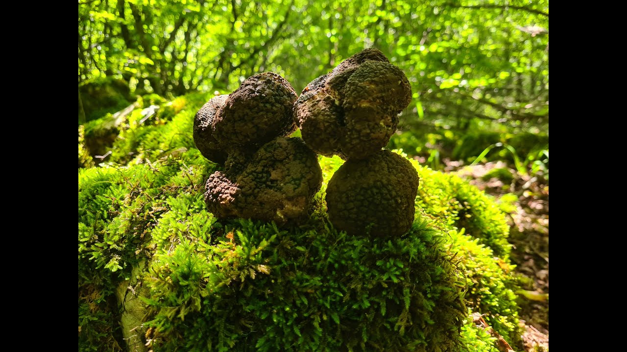 Truffle Hunting in Wild Forests I Finding a Top Grade Black Summer Truffles in Wild Nature