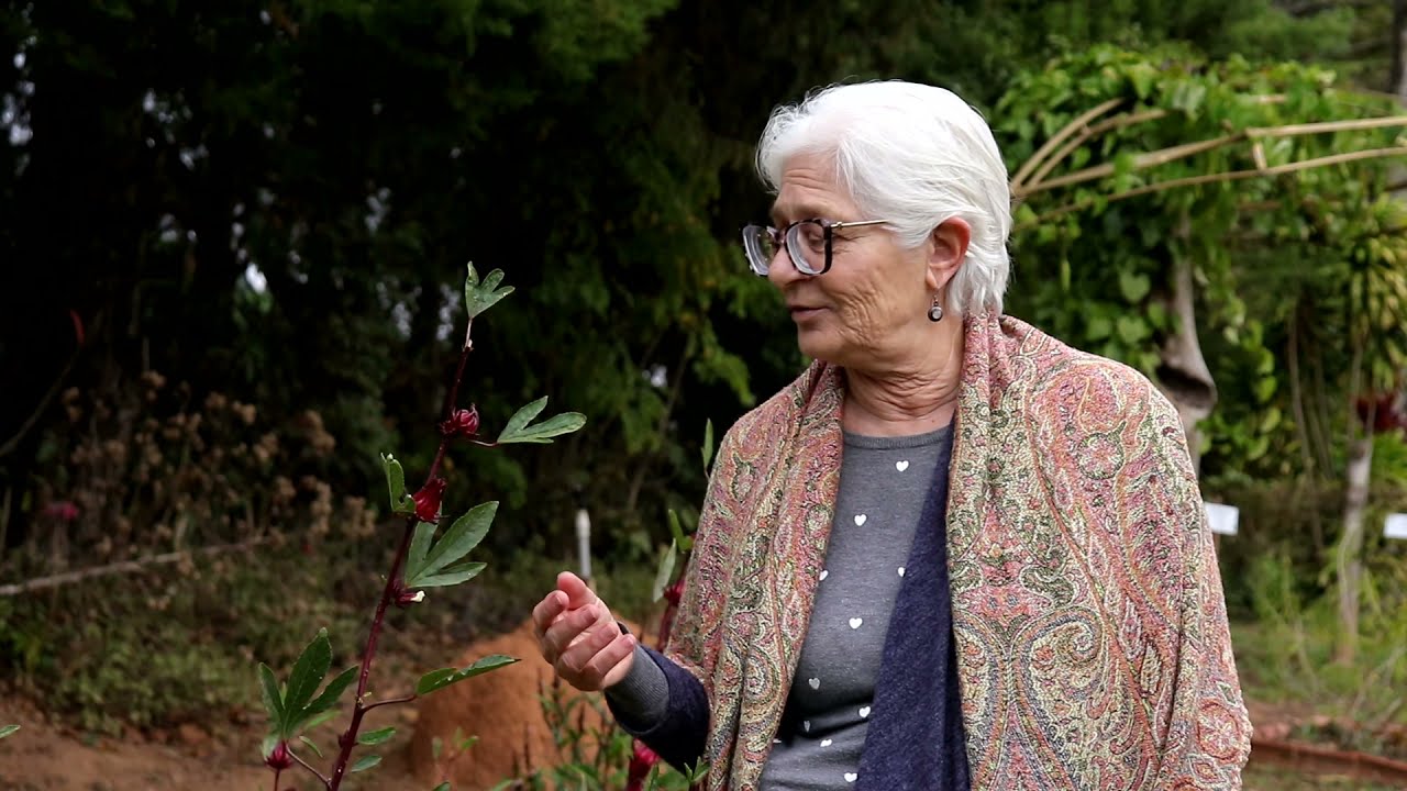 Conhecendo as Plantas Medicinais e suas histórias - Hibiscus sabdariffa L. - O Hibisco