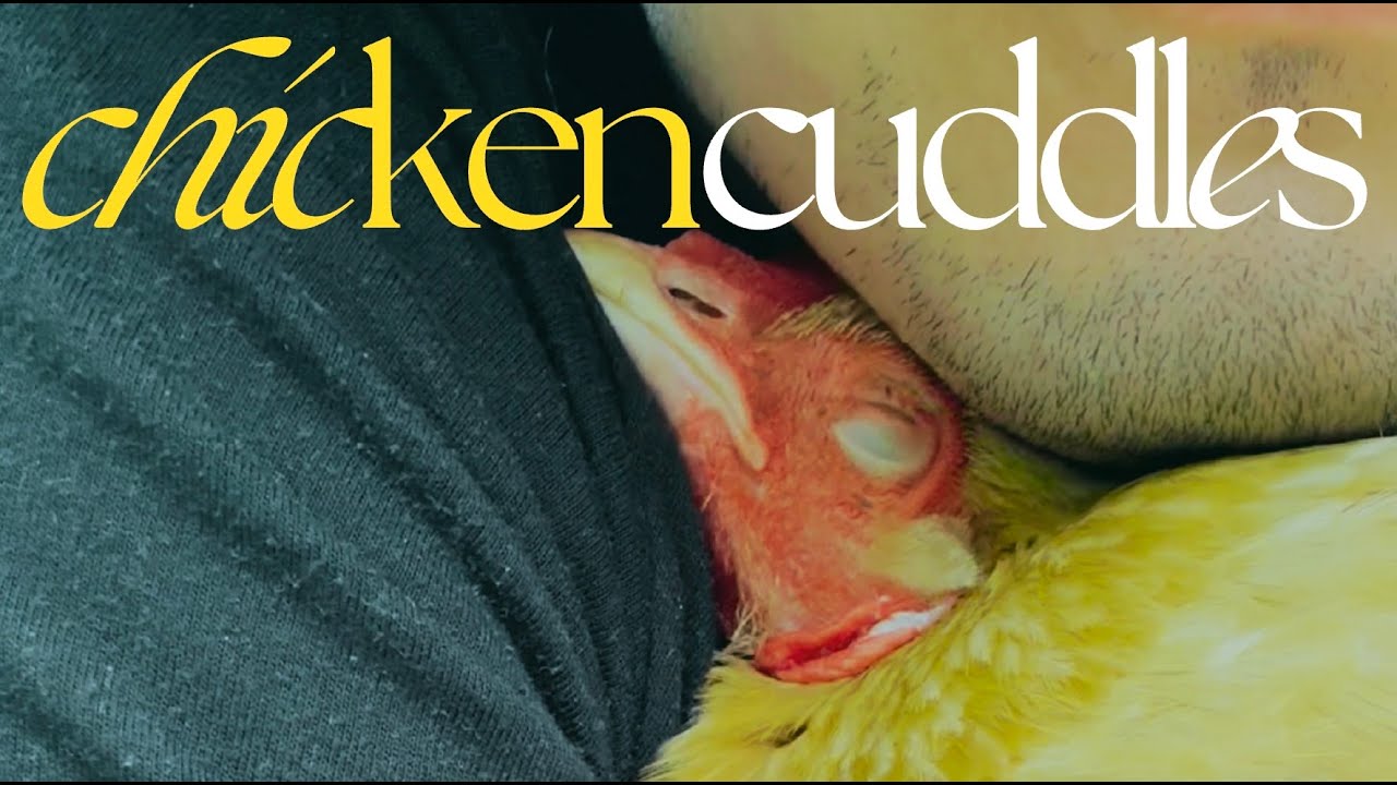 Have you EVER seen a chicken cuddle like this?!