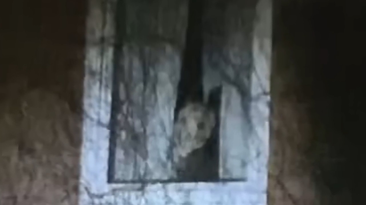 14 Verst&ouml;rende Video-Aufnahmen