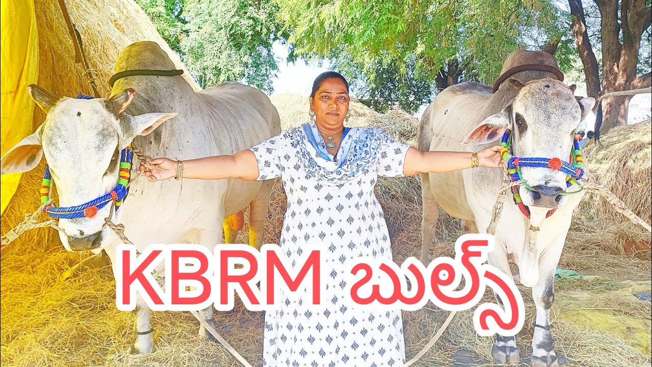 దొడ్ల వాగు సీనియర్స్ విభాగంలో 4వ జత KBRM బుల్స్