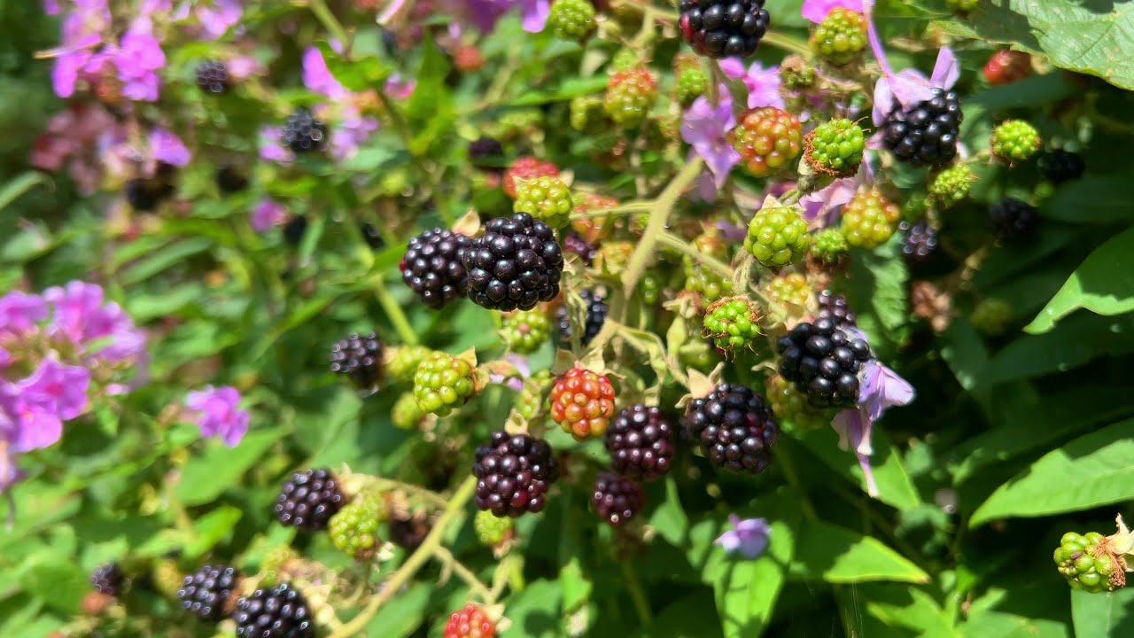 The Results of Growing With Nature Are Incredible!