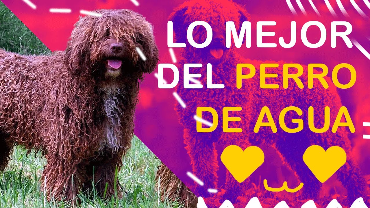 LO MEJOR ‼️ DEL PERRO DE AGUAS ESPAÑOL.