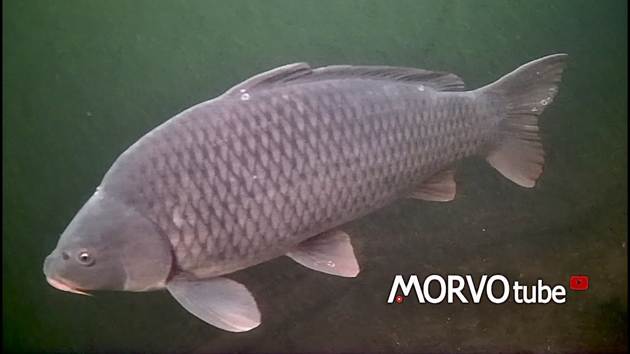 Drone subacqueo Chasing DORY a caccia di grandi pesci col MORVO