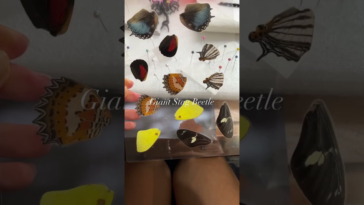 Unbox Arachnids and Insects with Me