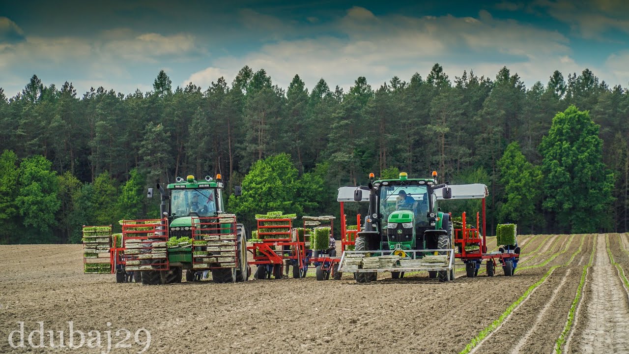 Sadzenie Tytoniu Na Dużą Skalę w GR Słoma ☆ John Deere 8100 ☆ John Deere 6140R ☆ 2X Sadzarka Ferrari
