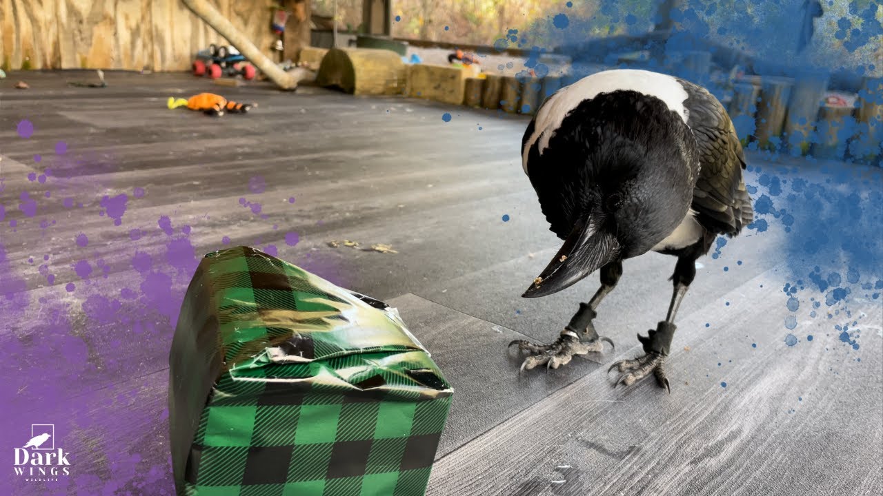 Giving Our Crow A Wrapped Present