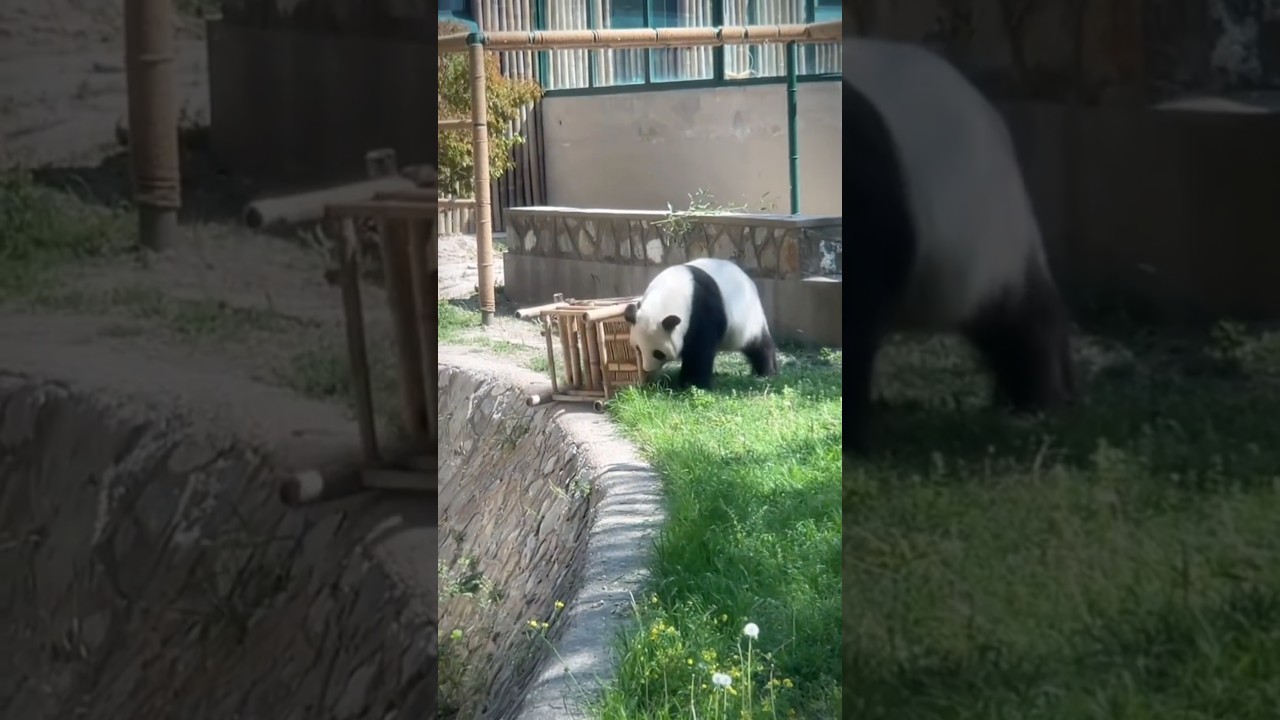 The panda fell off the chair and is getting angry😅 
