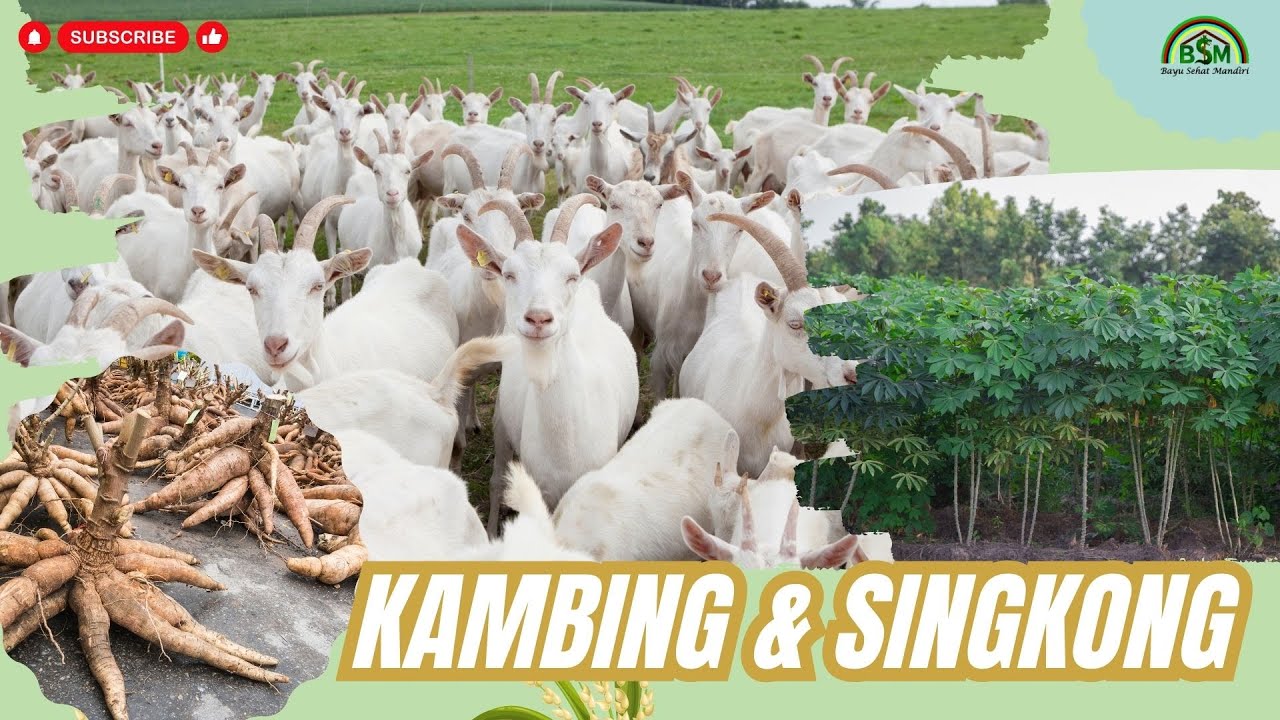 KEUNTUNGAN TERNAK KAMBING DAN TANAM SINGKONG