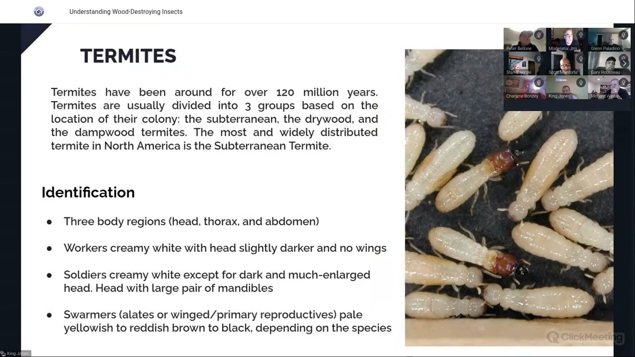 Understanding Wood Destroying Insects