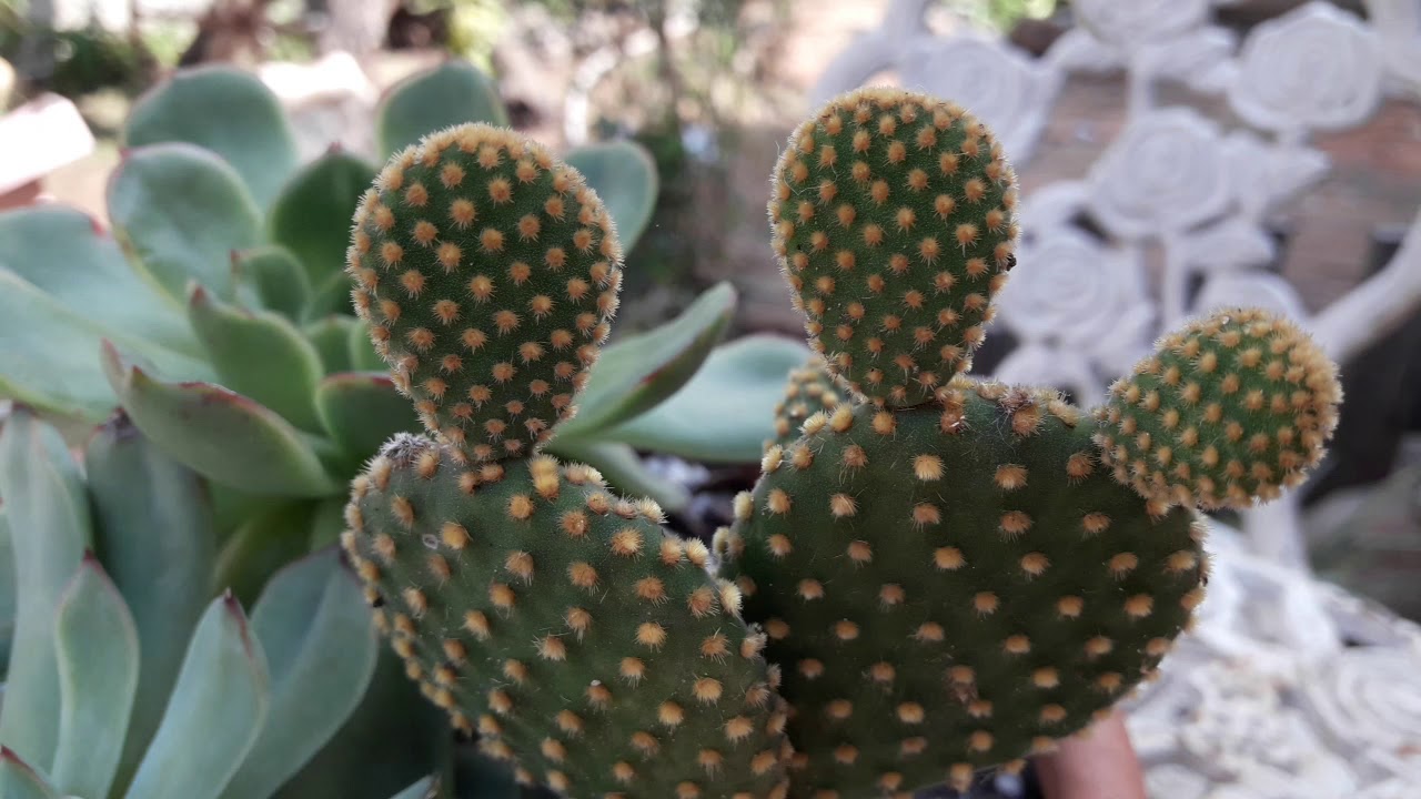 Cacto orelha de Mickey e seus cuidados.