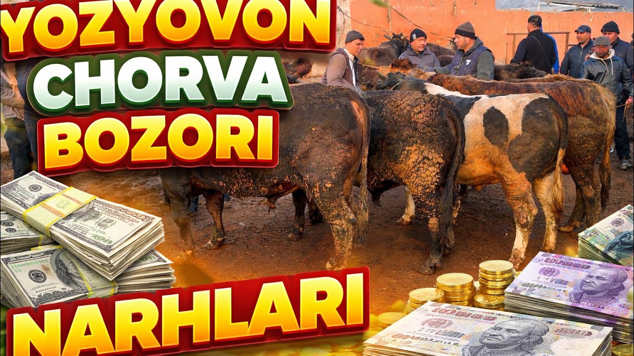  YOZYOVON CHORVA BOZORI KUCHA NARHLARI VA BUQALAR NARXLARI 18 февраля 2026 г.