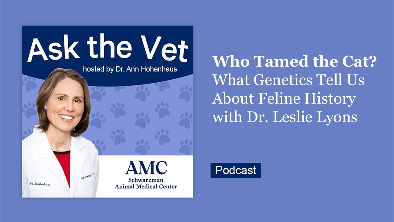 Ask the Vet: Who Tamed the Cat? What Genetics Tell Us About Feline History with Dr. Leslie Lyons