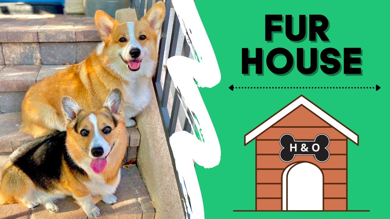 Fur House with Corgis! | Hammy & Olivia