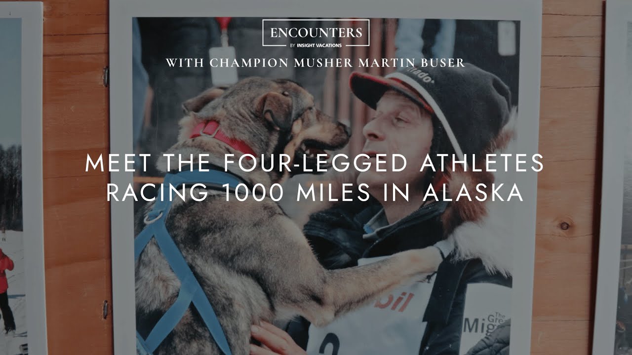 Meet The Champion Sled Dogs Racing 1000 Miles Across Alaska