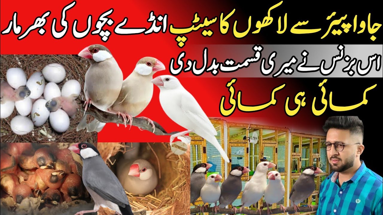 Trade Java Bird And Get Rich | Java Bird Breading Formula & Seed Mix Food | Java Bird Male Female