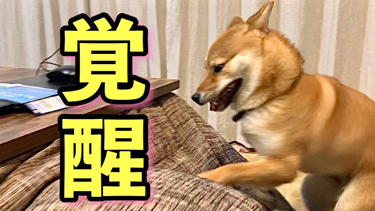 夜中のうんちが気持ち良すぎて大爆走する柴犬