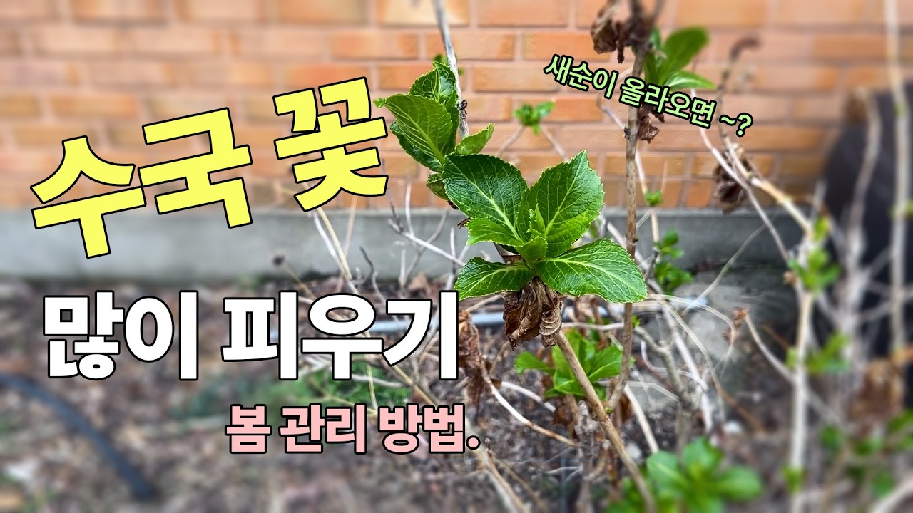 수국은 봄에 관리를 잘해야 일년 꽃농사가 좌우된다