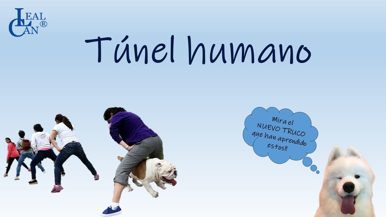HABILIDADES CANINAS y ejercicios: enseñar al PERRO el juego del TÚNEL humano