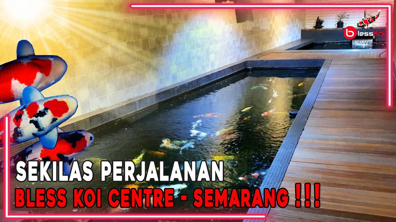 SEKILAS PERJALANAN BLESS KOI CENTRE - SEMARANG❗❗❗