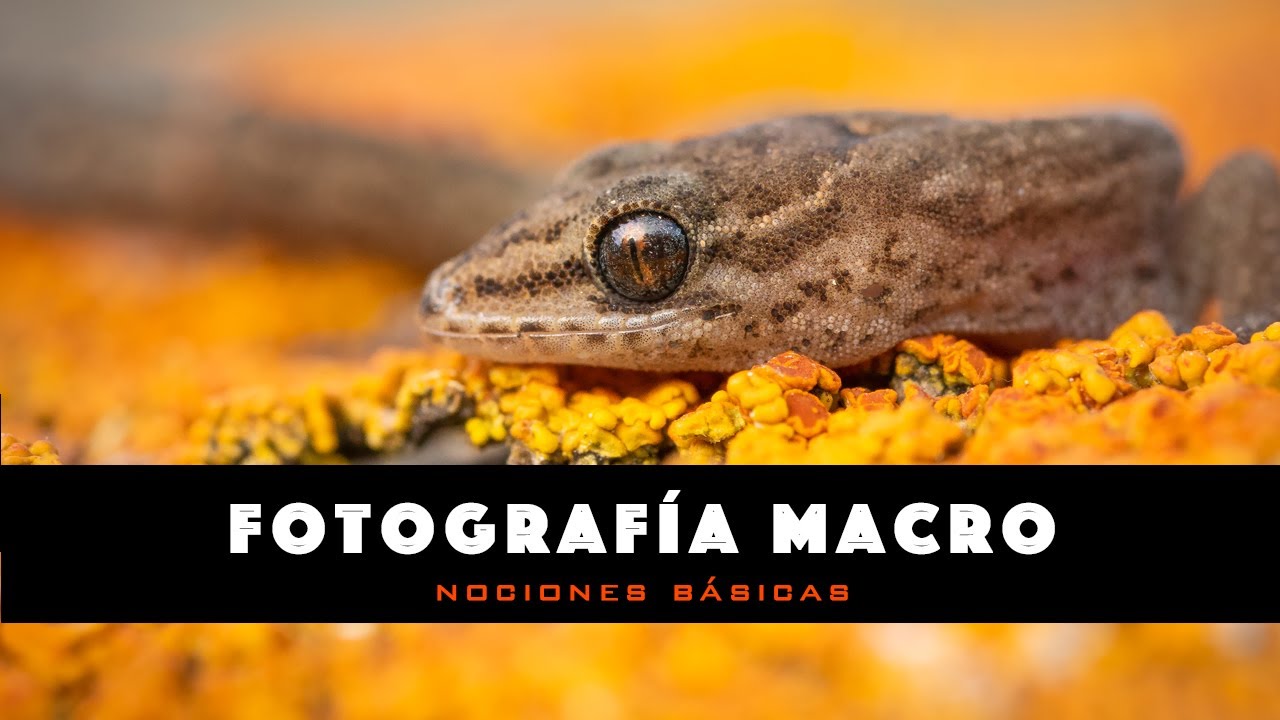 Capítulo 15: Fotografía Macro - Nociones Básicas