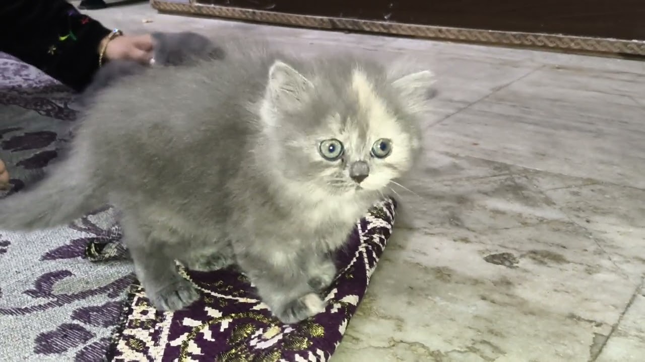 #kitten #billi #47day billi ke bache black colour grey colour grey eys