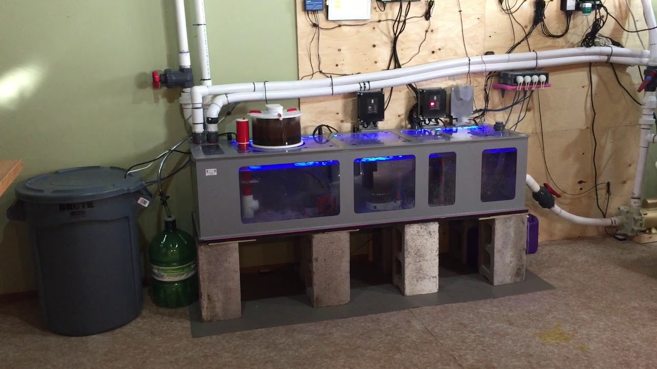 Saltwater Reef Tank and Royal Exclusiv Sump