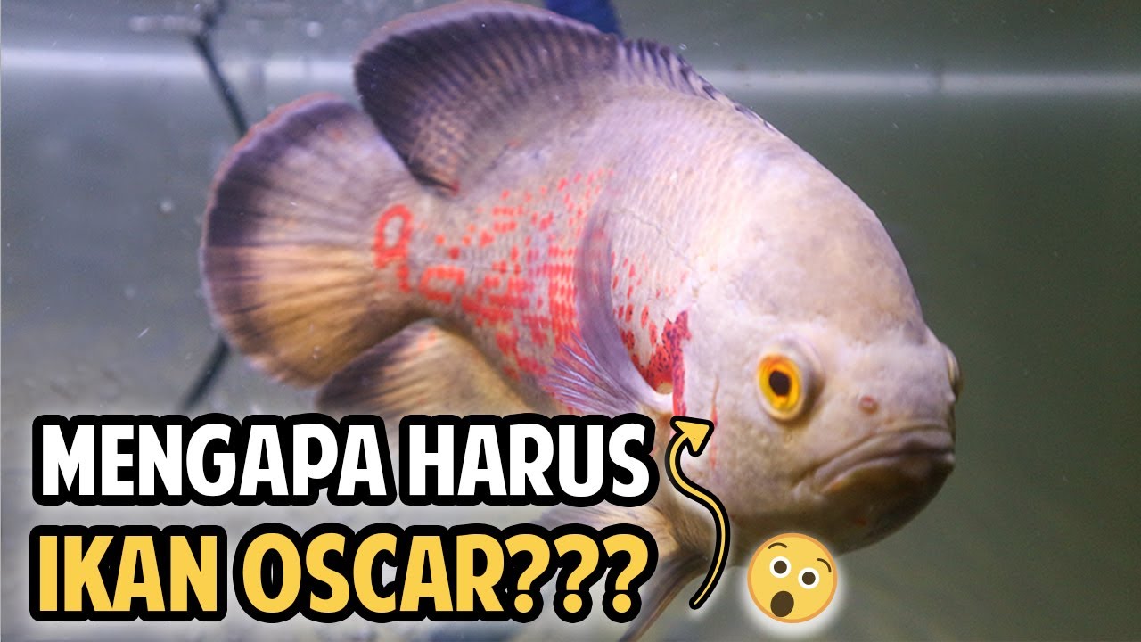 TERMUDAH DIPELIHARA! IKAN OSCAR IKAN PREDATOR PALING FAVORIT???