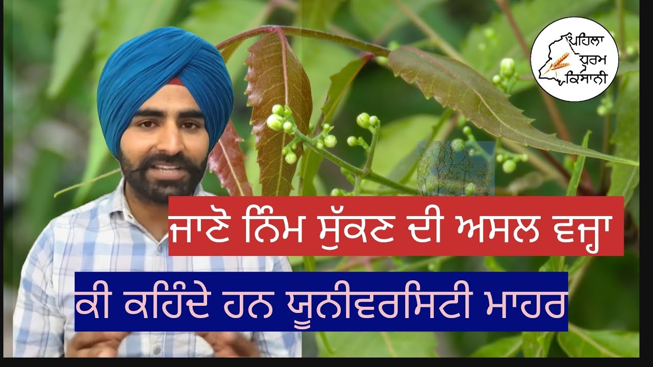 ਨਿੰਮ ਸੁੱਕਣ ਦੀ ਅਸਲ ਵਜ੍ਹਾ | Drying Neem Trees | Agriculture Information Videos |